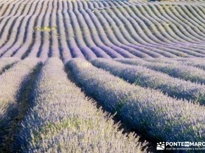 Campos Lavanda Brihuega-Provenza Española; programa de actividades senderismo